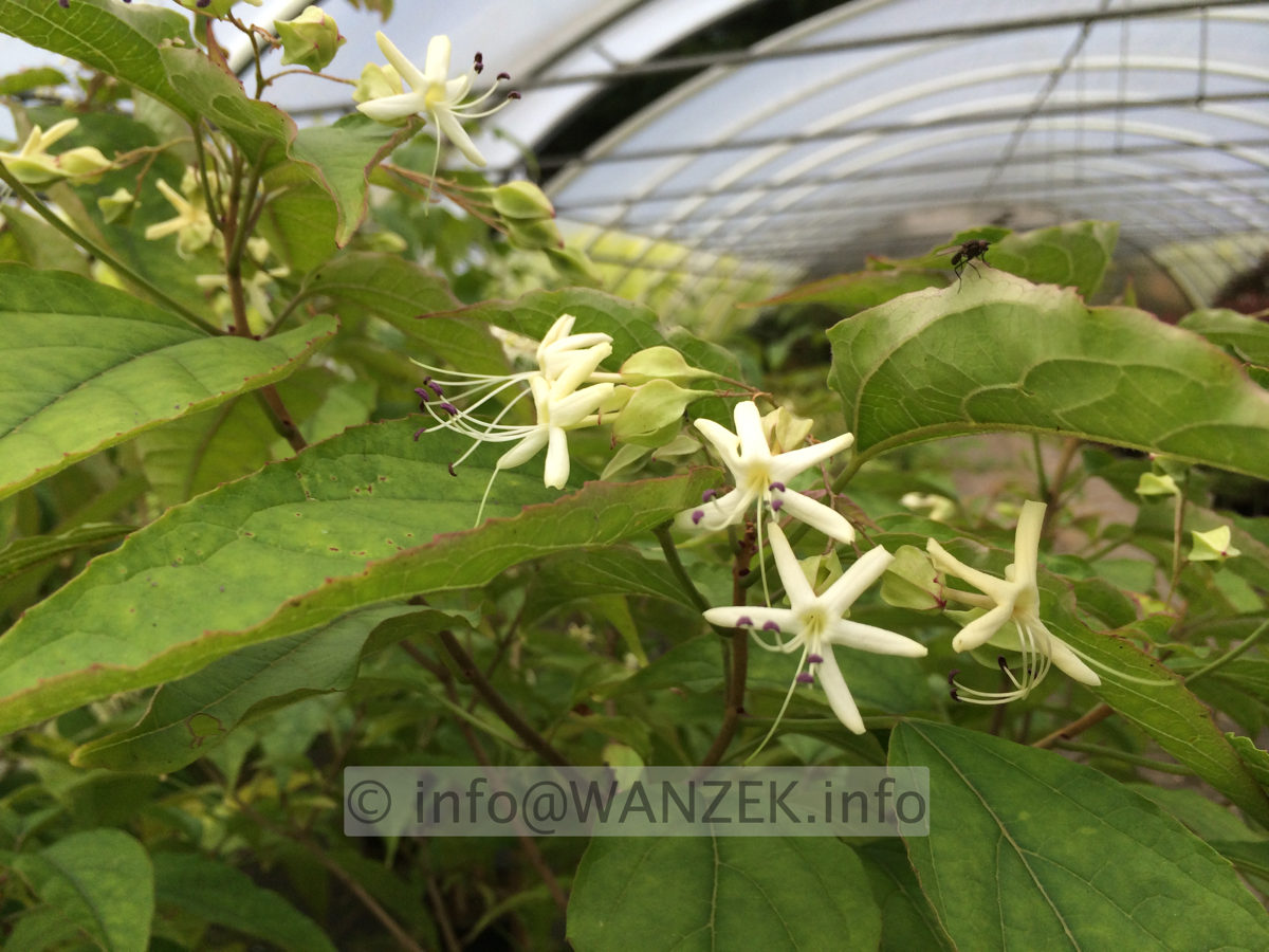 Clerodendron trichotomum - Blueten 6-8.JPG